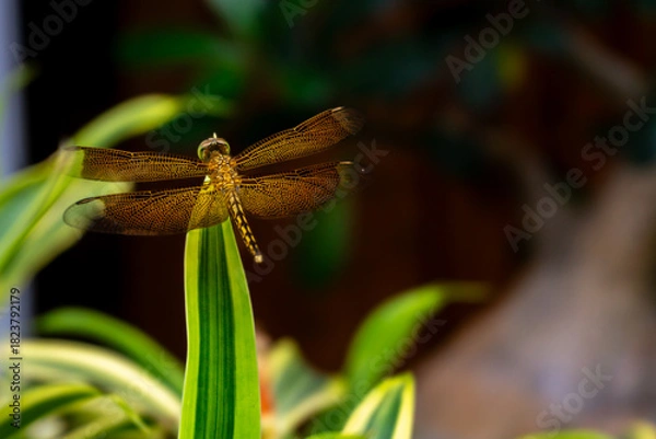 Fototapeta dragonfly on a branch