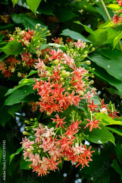 Fototapeta red and pink combretum indicum flowers blooming in garden