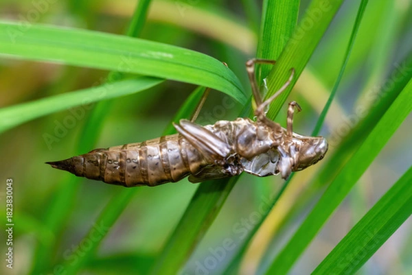 Fototapeta Emerging dragonfly larva on a blade of grass