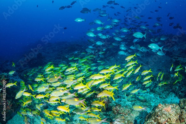 Obraz アカヒメジとノコギリダイの群れ　小笠原