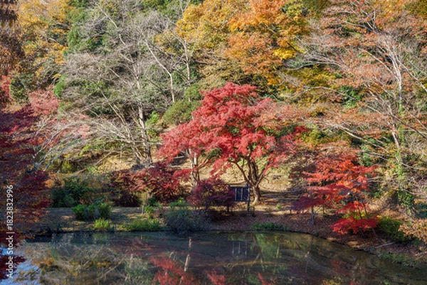 Fototapeta 紅葉の秋