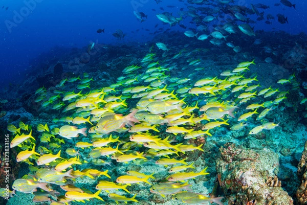 Obraz アカヒメジとノコギリダイの群れ　小笠原
