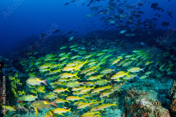 Obraz アカヒメジとノコギリダイの群れ　小笠原