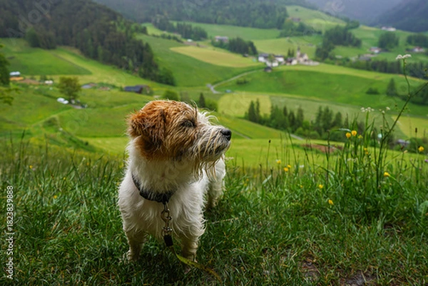 Obraz dog on the grass