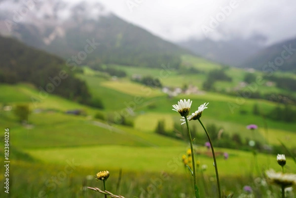 Obraz meadow with flowers