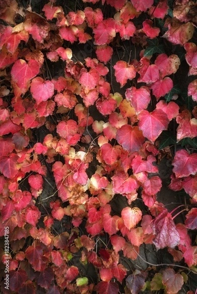 Fototapeta red leaves background