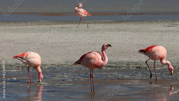 Fototapeta James's flamingos in the colorful lagoon, Bolivia