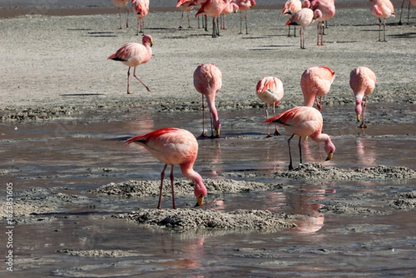 Fototapeta James's flamingos in the colorful lagoon, Bolivia