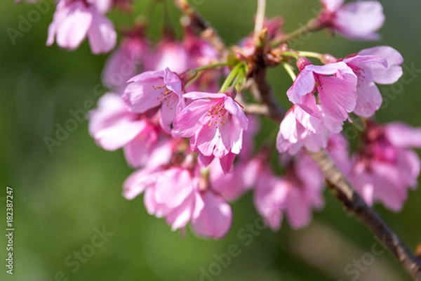 Fototapeta 桜の花