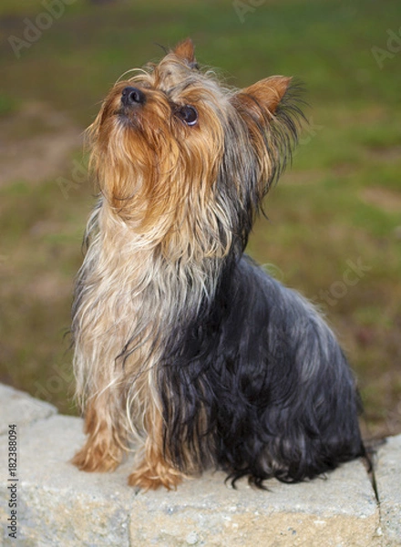 Fototapeta Obedient Yorkshire terrier