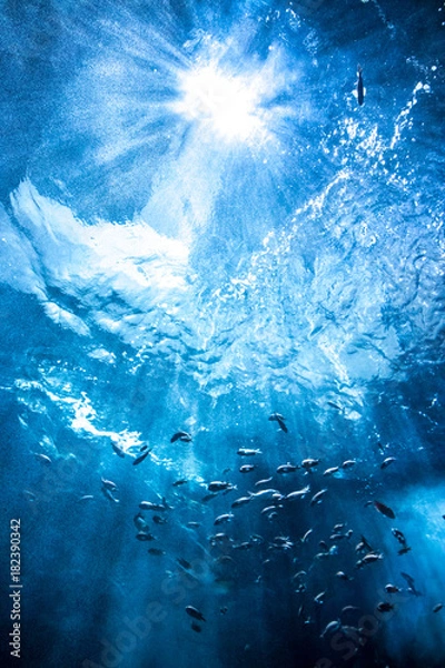 Fototapeta 水中の魚群