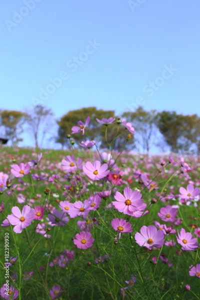 Fototapeta コスモス畑＠長崎県諫早市白木峰