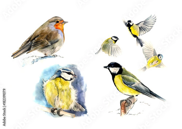 Obraz Set of birds:  Robin, blue tit, Great tit,  sitting and in flight.  Watercolor sketch, isolated