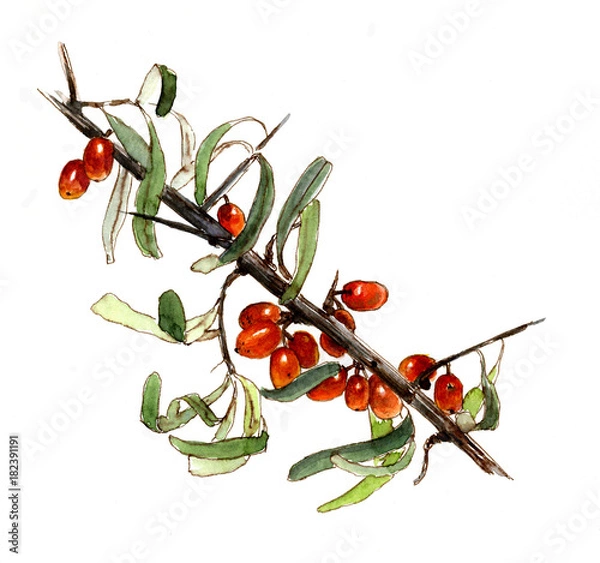 Obraz Branch of sea buckthorn berries, watercolor sketch, isolated