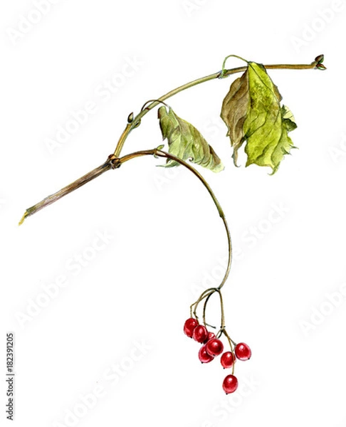 Obraz Red berries of viburnum on a branch  with leaves, watercolor sketch, isolated