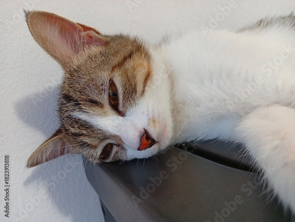 Fototapeta Close-up of a white and gray cat sleeping on the stove