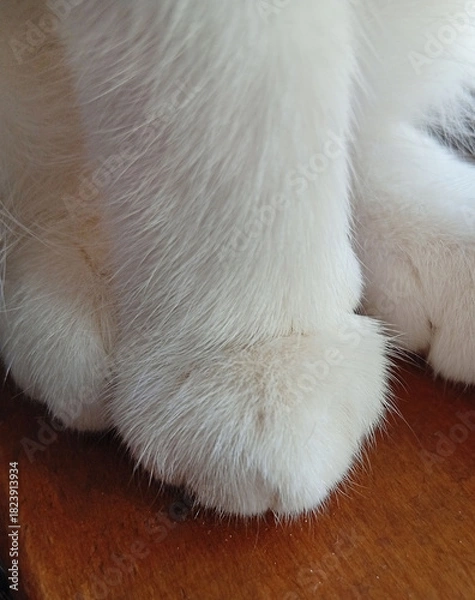 Obraz soft white paw in close-up