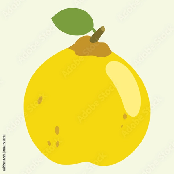 Obraz Quince Vector Illustration