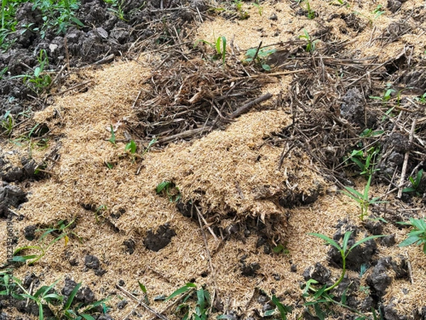 Fototapeta Close up the rice husks to condition the soil after cultivation.