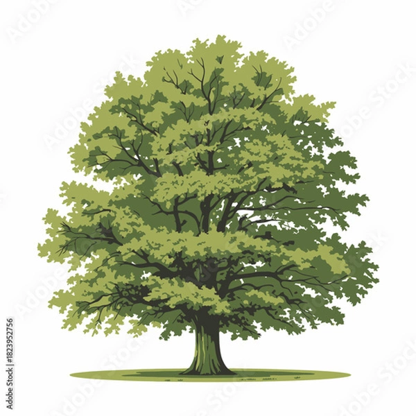 Fototapeta Beech tree 