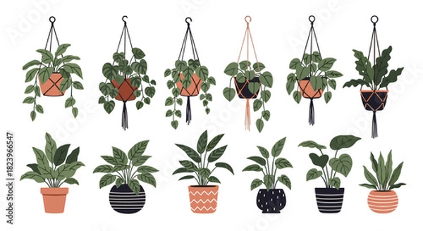 Fototapeta Large collection of various green houseplants in decorative pots and macrame hangers for modern home decor and urban jungle concept.