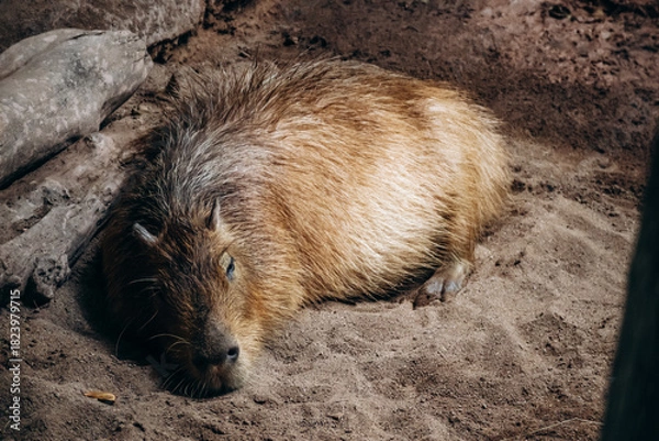 Fototapeta Resting capybara lying on the ground inside the Montreal Biodome exhibit