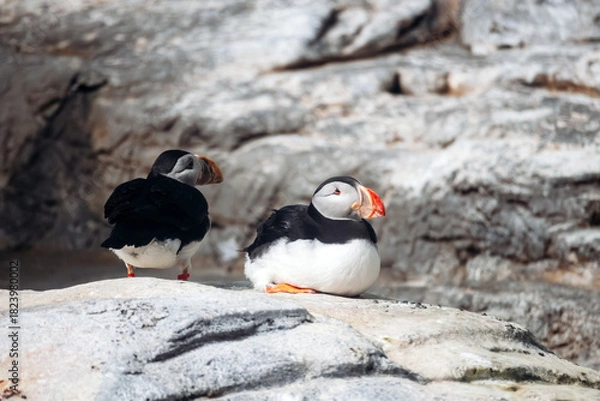 Obraz Two puffins resting on rocks inside a zoo enclosure