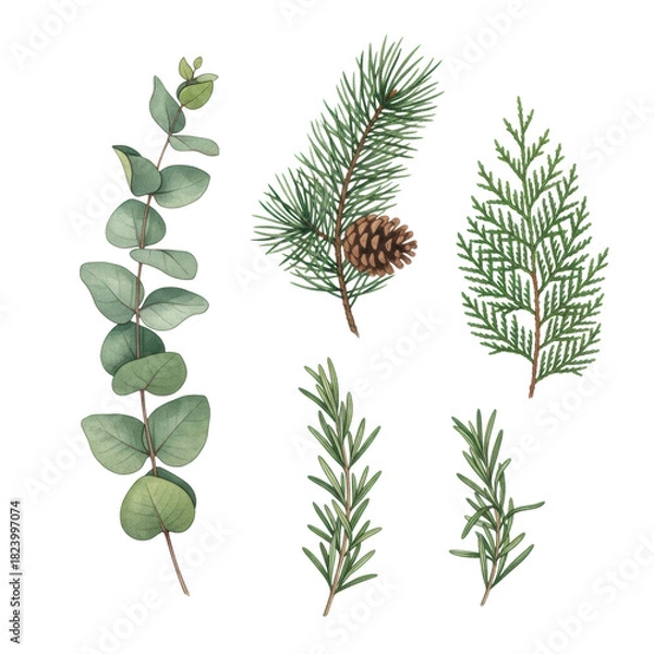 Fototapeta Set of four watercolor winter botanicals: eucalyptus, pine, cypress, and rosemary, isolated on a white background. Concept of festive winter flora