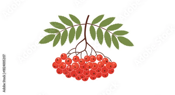 Fototapeta Vibrant cluster of red rowan berries with fresh green leaves is beautifully displayed on a single branch.