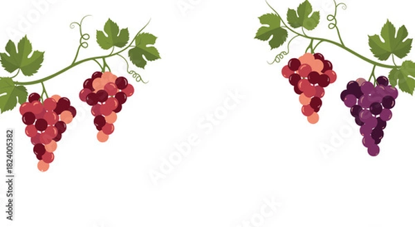 Fototapeta Beautiful clusters of red and purple grapes with lush leaves and tendrils elegantly frame a pristine white central space.