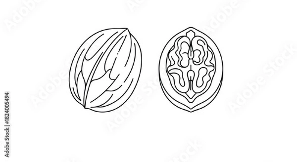 Fototapeta Detailed black and white line art illustration showcasing a whole walnut alongside a perfectly halved one revealing its intricate kernel.