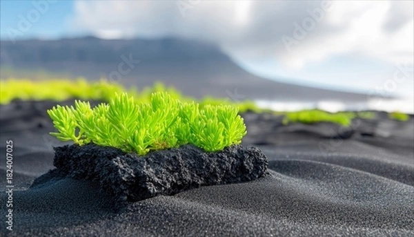 Fototapeta A vibrant green plant sprouts from a dark volcanic rock, set against a backdrop of black sand dunes and a hazy mountain under a cloudy sky.