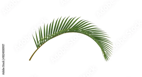 Obraz Palm leaf isolated on transparent background