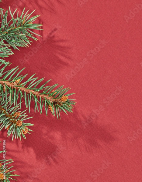 Obraz Fir tree branch close up with shadow