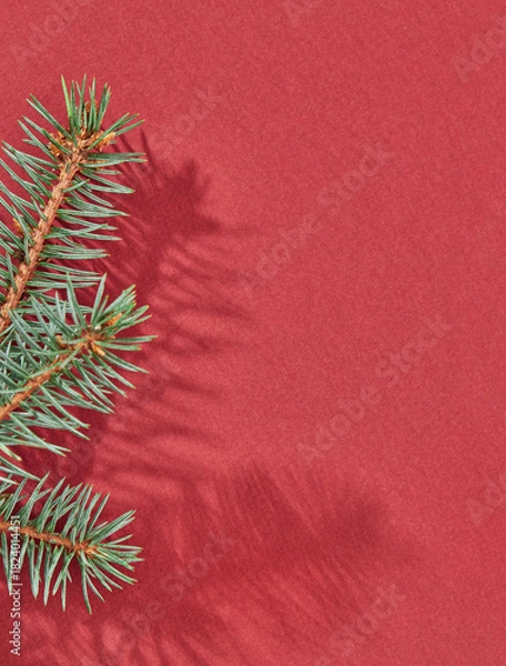 Obraz Fir branch on red background with shadow