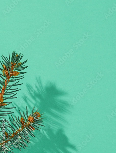 Obraz Fir branch close up