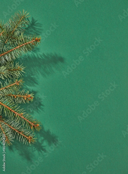 Obraz Fir tree branch on green background