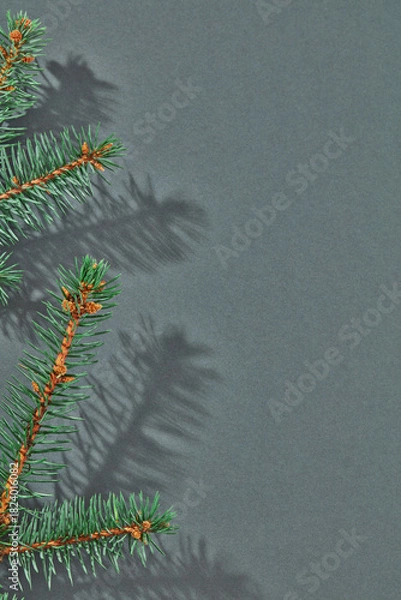Obraz Fir tree branch on gray background