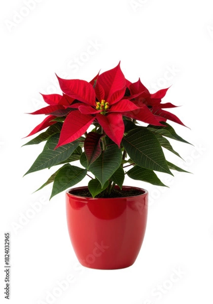 Fototapeta A perfect crimson poinsettia plant in a red ceramic pot isolated on a white background with a soft reflection Festive holiday decoration concept