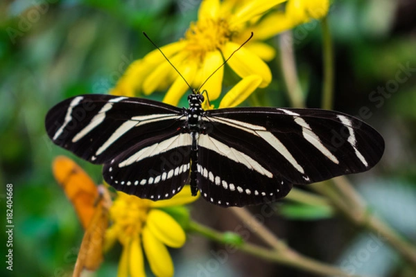 Obraz Zebra longwing butterfly,  Heliconius Charithonia, nectaring in yellow flowers