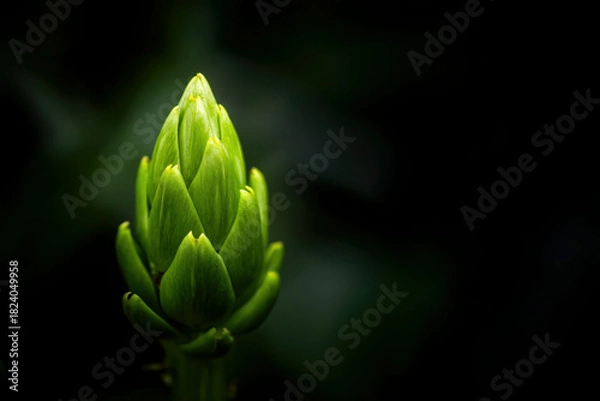 Obraz A close-up of a vibrant green artichoke thistle bud grows vertically against a dark, background. Strong contrast, dramatic lighting. Organic food, growth, natural elegance. place for signature.