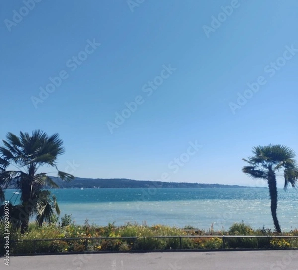 Obraz Palm trees with a beautiful blue shore of Insel Mainau at the Bodensee with blue sky