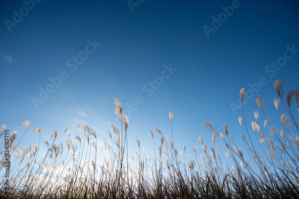 Obraz 美しい青空とススキ、曽根高原の素朴な田舎の風景