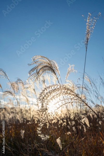 Obraz 夕焼けの光が眩しい、ススキが美しい曽禰高原の素朴な田舎の景色