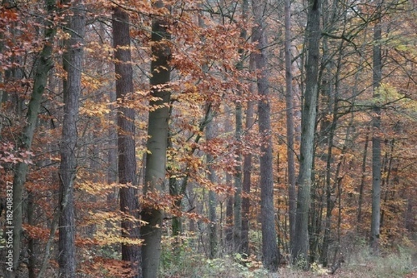 Obraz Mixed forest in Autumn