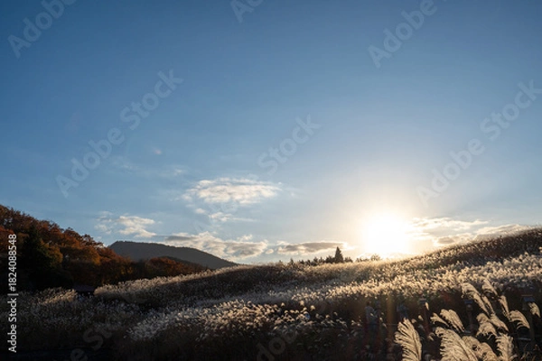 Obraz 夕焼けの光が眩しい、ススキが美しい曽禰高原の素朴な田舎の景色