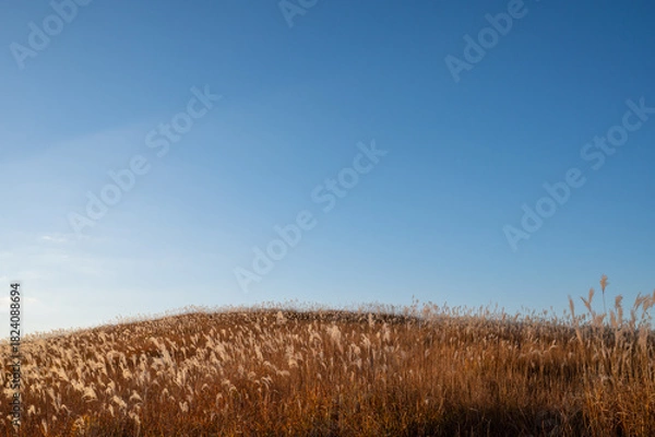 Obraz 夕焼けとススキ、曽禰高原の素朴な田舎の景色が美しい