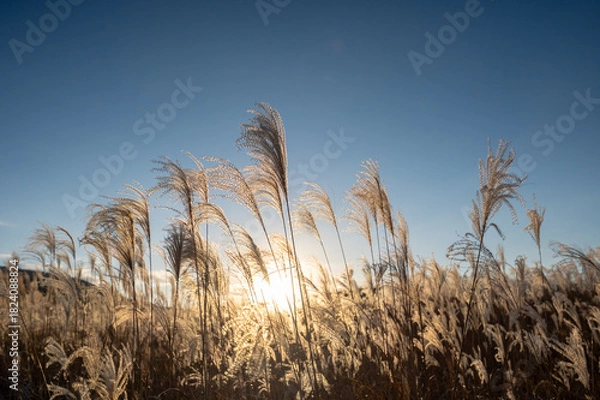 Fototapeta 夕焼けの光が眩しい、ススキが美しい曽禰高原の素朴な田舎の景色