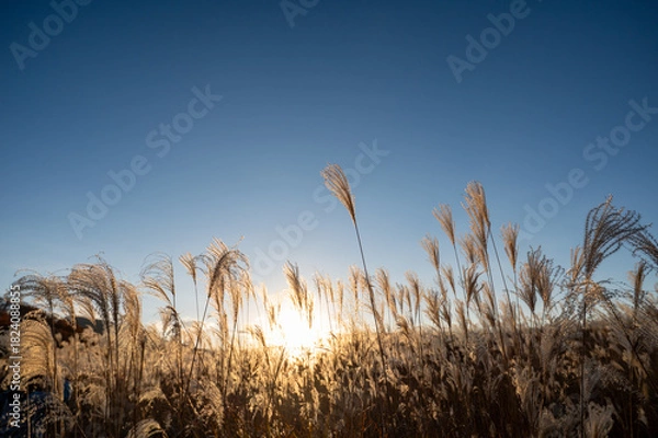 Obraz 夕焼けの光が眩しい、ススキが美しい曽禰高原の素朴な田舎の景色