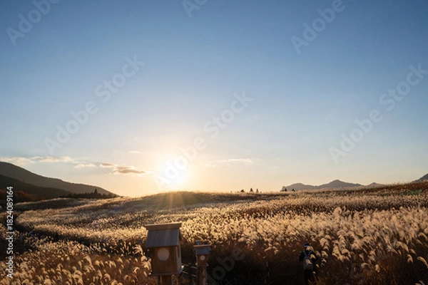 Obraz 夕焼けの光が眩しい、ススキが美しい曽禰高原の素朴な田舎の景色